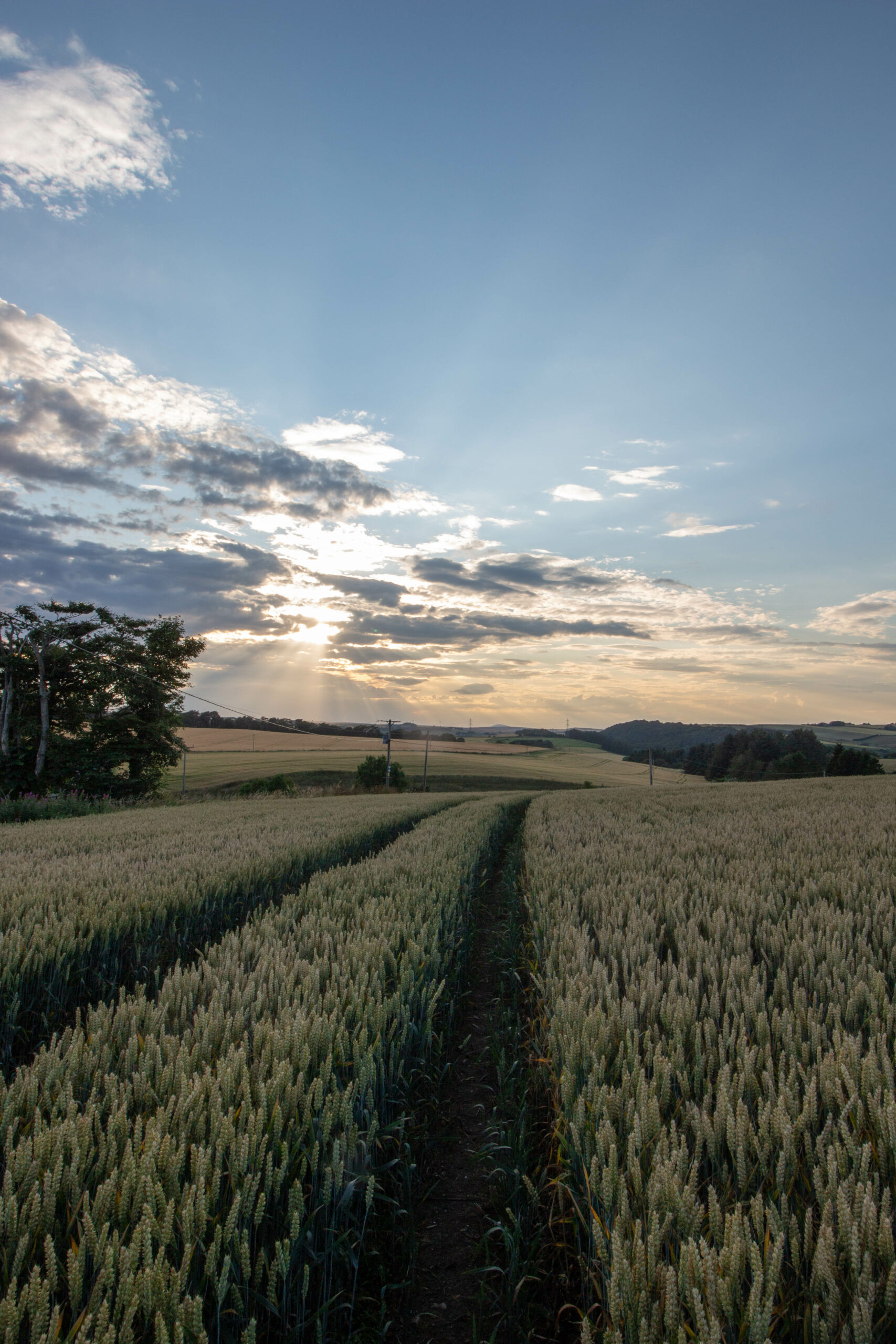 Sunset over wheat field and farm land