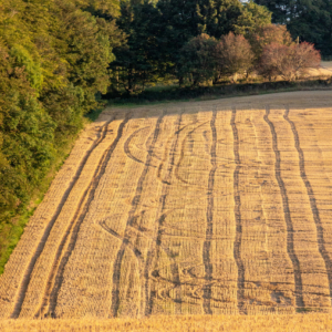 Tracks in Cut Barley Field