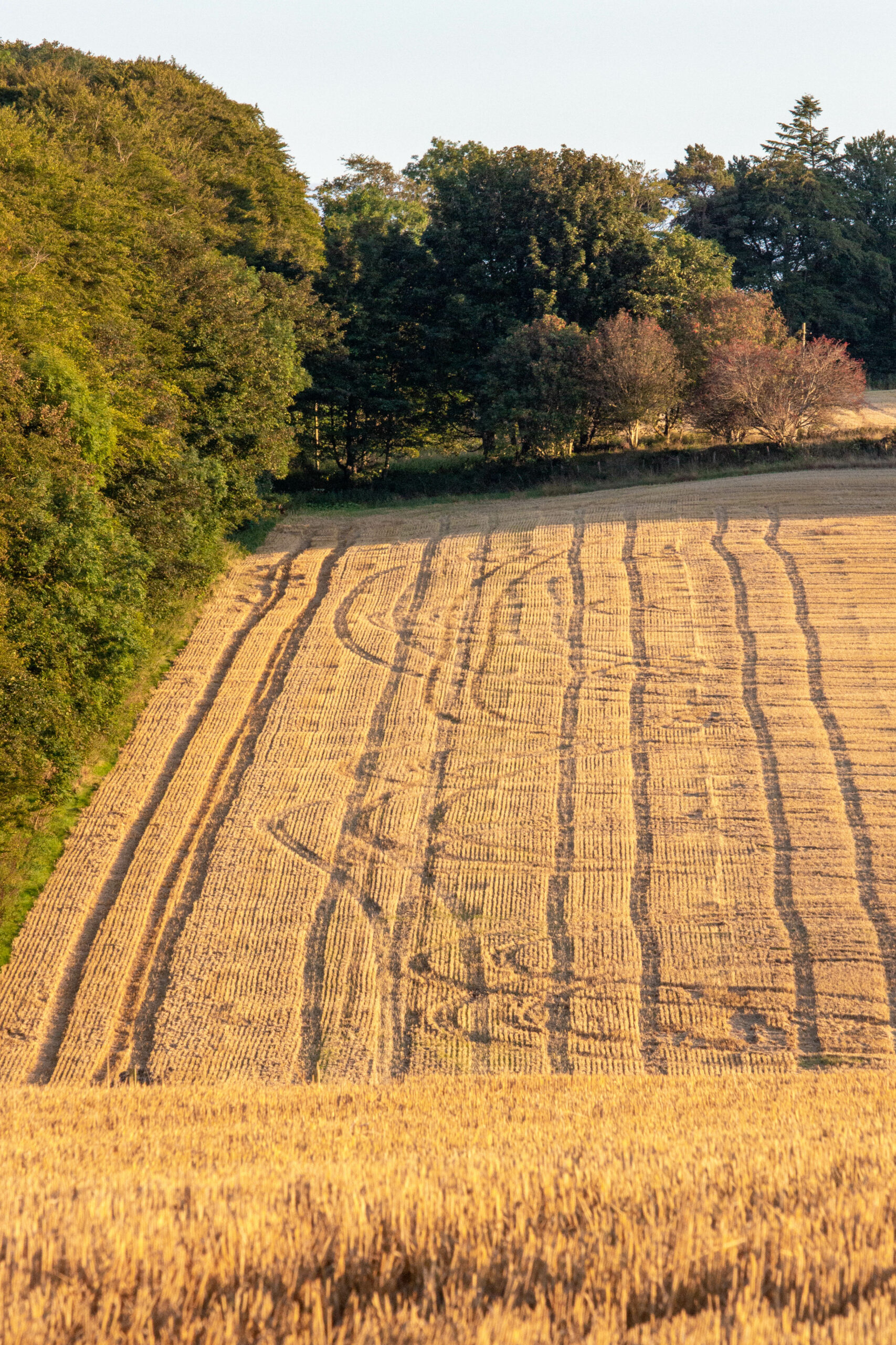 Tracks in Cut Barley Field