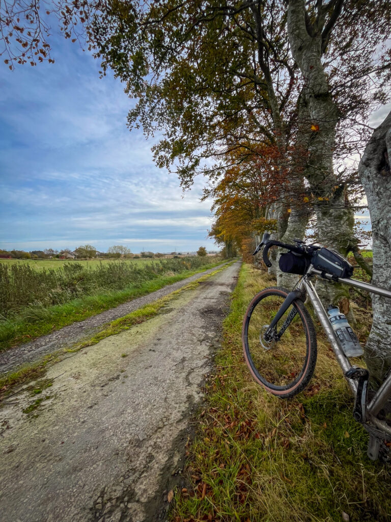 Bike & Beech Trees